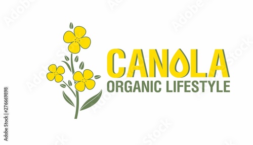 Yellow rape flowers, canola oil - health and beauty. Brassica napus. Vetor Illustration.