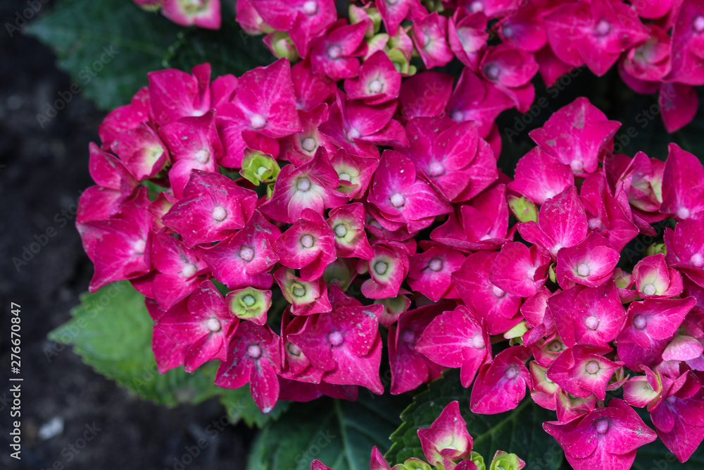 Mopheads Hydrangea Hydrangea Macrophylla Blooming Common Names