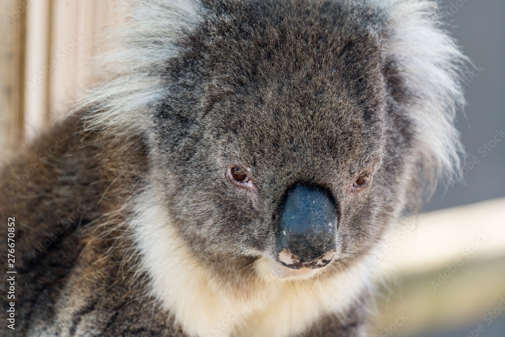 Naklejka premium Close up photo of a Koala, a native Australian animal, in captivity. Albany, Western Australia, Australia.
