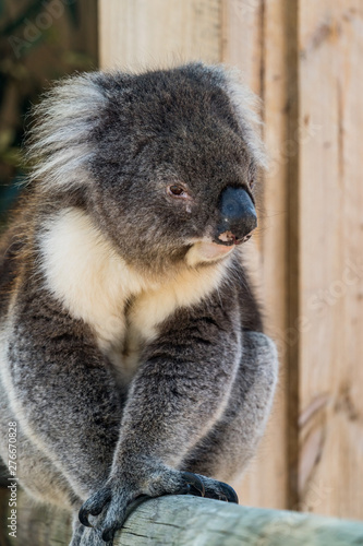 Fototapeta Naklejka Na Ścianę i Meble -  Close up photo of a Koala, a native Australian animal, in captivity. Albany, Western Australia, Australia.