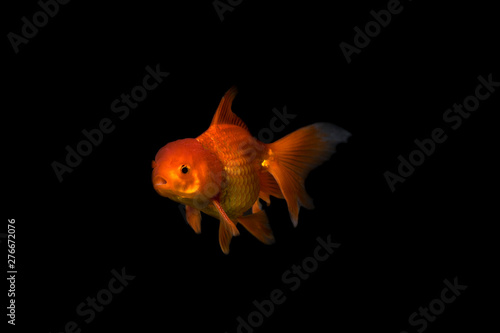 Colorful of golden fish. Beautiful golden fish isolated on black background. Royalty high quality free stock image.