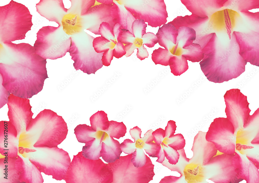 pink flower isolate on white background