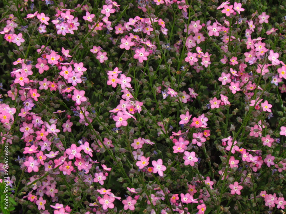 Forget-me-not, pink variety, botany name Myosotis sylvatica, flowering in garden Forget-me-not, pink variety, botany name Myosotis sylvatica, flowering in garden