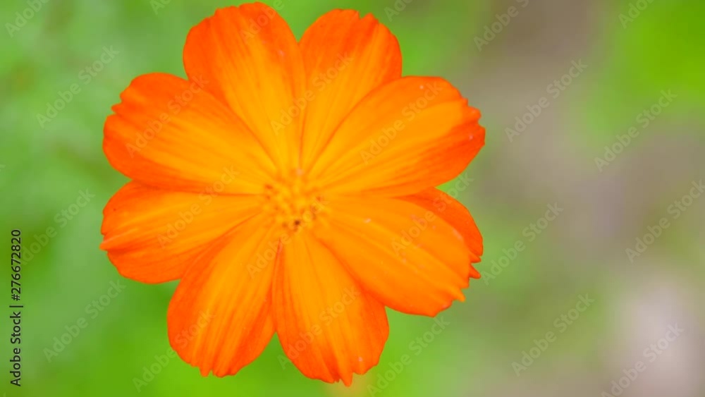 Orange-red Persian chrysanthemums swaying in the wind Orange-red Persian chrysanthemums swaying in the wind