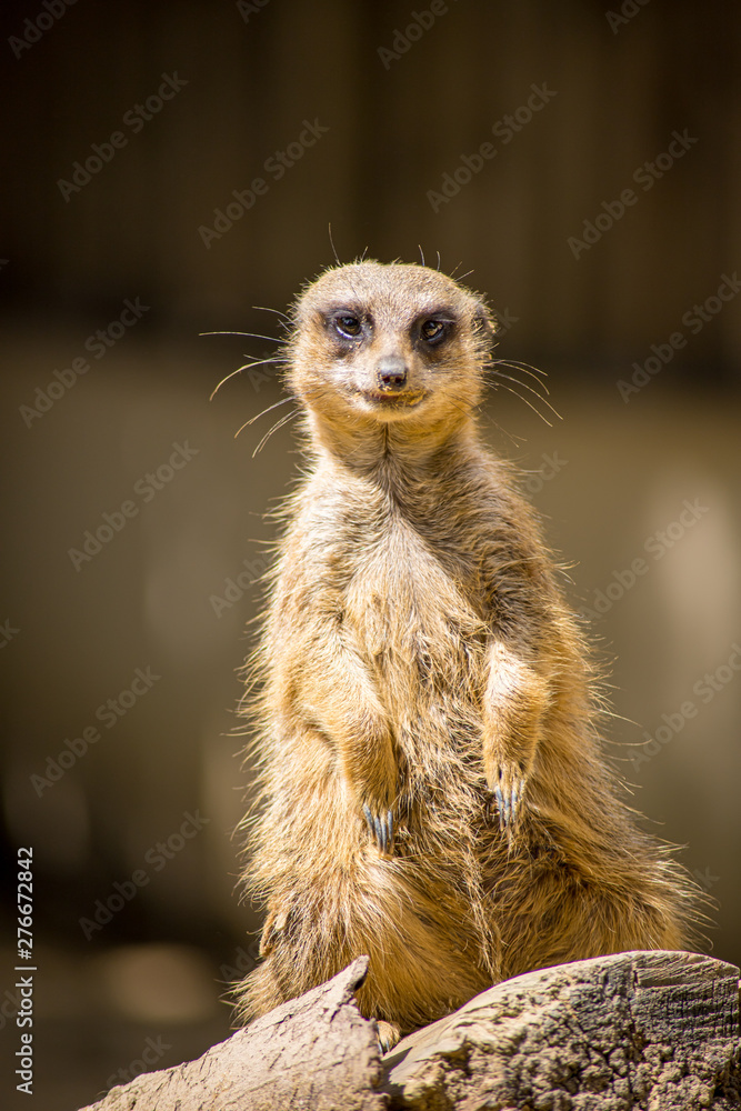Fototapeta premium suricate