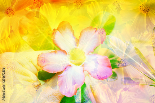 abstract  spring  flower  nature   background © Alex395