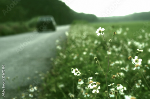 soft focus  spring white flower  nature background