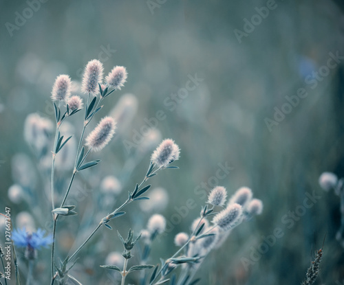 Gentle fluffy lilac flowers plant on the summer meadow.