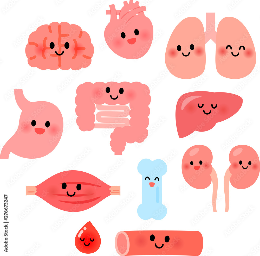 内臓 臓器のキャラクターイラストセット Stock Vector Adobe Stock