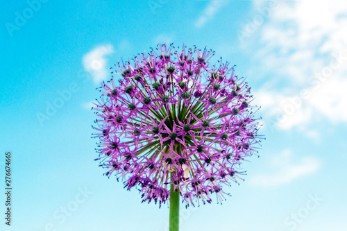 flower decorative bow with lilac petals in the shape of a ball on a background of blue sky and white clouds