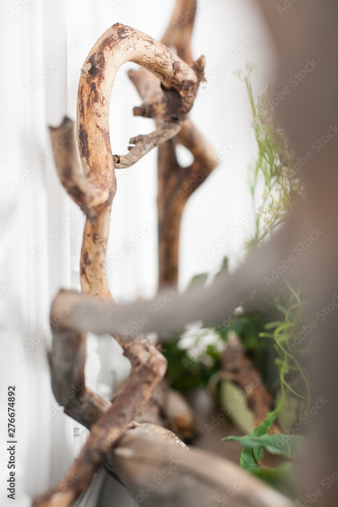 Interior decoration driftwood and plants. Soft focus. Close up.