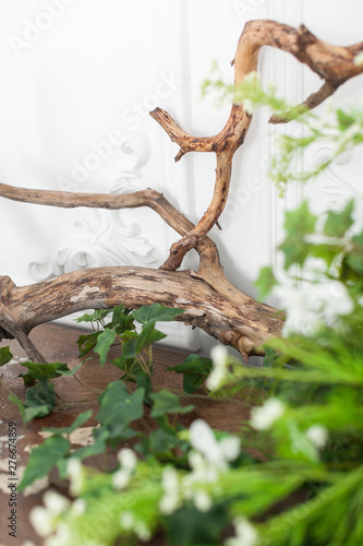 Interior decoration driftwood and plants. Soft focus. Close up.