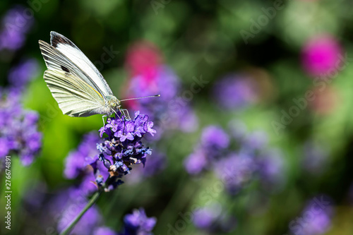 Pieris rapae, white yellow butterfly landing on the lavender blossom against a blurry background © Ankor light