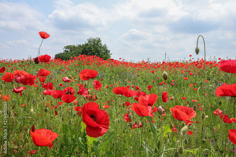 Obraz premium Gorgeous floral background strewn with red poppies