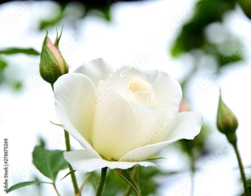 Weiße Rosen vor hellen Hintergrund isoliert - Kletterosen - Rosenstrauch