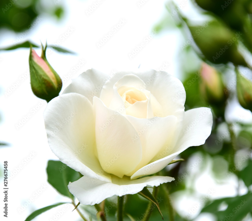 Obraz premium Weiße Rose - Rosenbusch - Rosen vor unscharfen Hintergrund