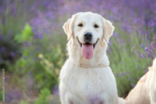 Golden retriever dog portrait in the lavender field