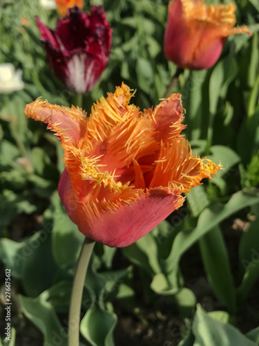 Yellow-red tulip with fringe on the petals against the backdrop of greenery on a sunny day