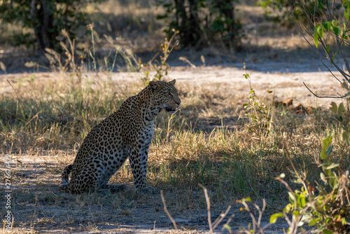 a beautiful young female leopard try to hunt in Moremi Game Reserve in Botswana photo