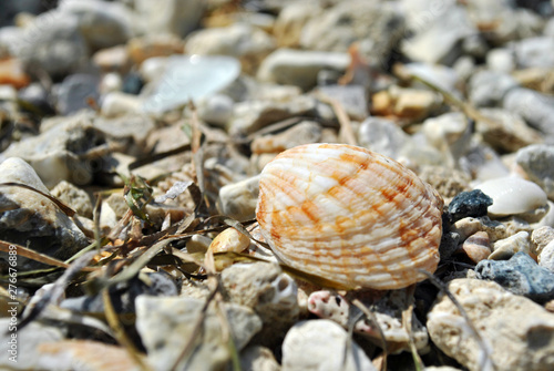 Sea shell on the beach Close up © sparrowbh