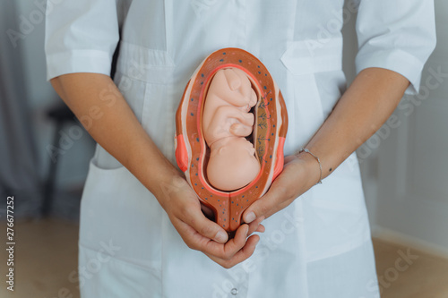 gynecologist holds in his hands the model of the embryo in the uterus, the fruit for classroom education. photo