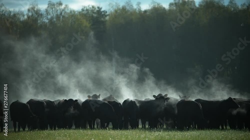 A herd of Black Angus bulls on a pasture in the early morning.