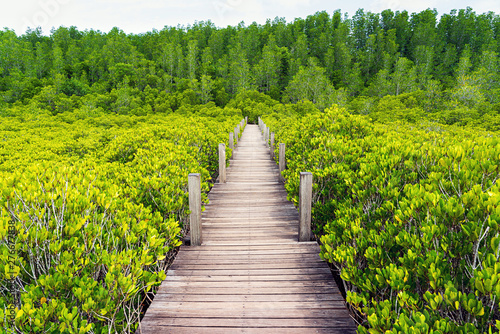 Wooden walkway and golden mangrove forest in Thailand photo