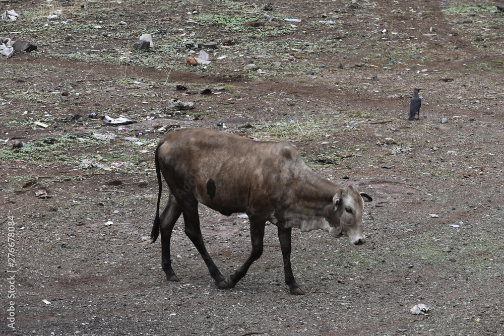 Fototapeta premium brown cow