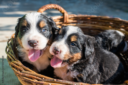 Canvas Print Cute Bernese Mountain Dogs puppies