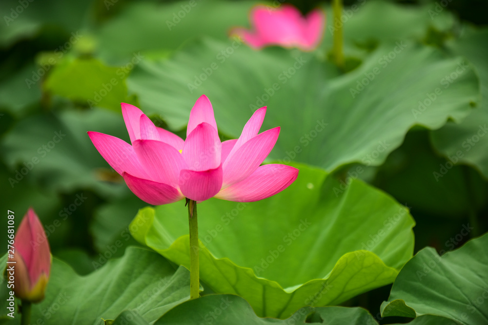 Lotus flowers blooming in the river Lotus flowers blooming in the river