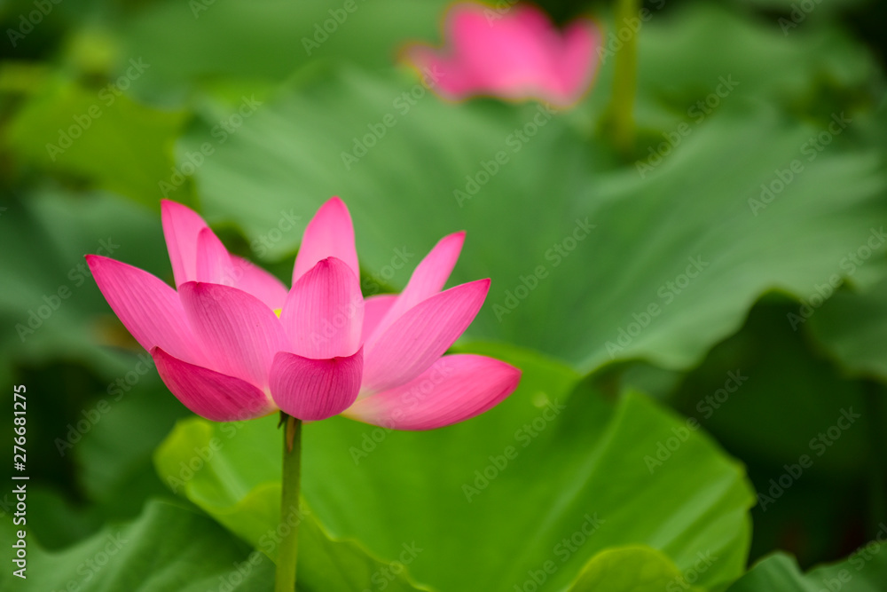 Lotus flowers blooming in the river