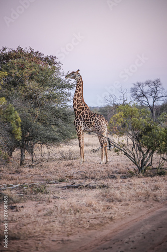 giraffe in serengeti national park tanzania africa