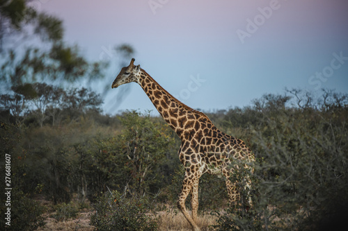giraffe in south africa