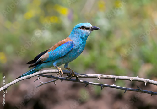 Close-up and vivid photos of the European roller (Coracias garrulus) are sitting on a branch on a beautiful blurred background. Bright colors and detailed pictures