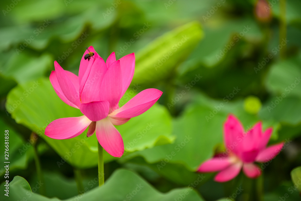 Lotus flowers blooming in the river Lotus flowers blooming in the river