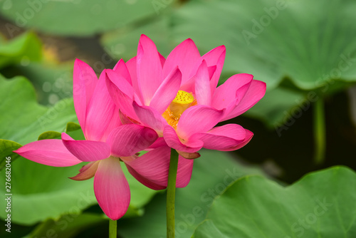 Lotus flowers blooming in the river