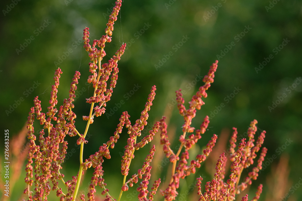Naklejka premium Red blooming flowers against the backdrop of forests.