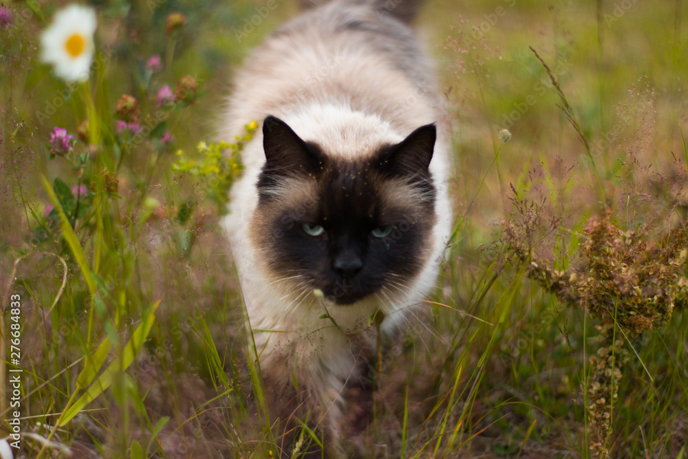 big fluffy Siamese cat walks on blossoming field big fluffy Siamese cat walks on blossoming field