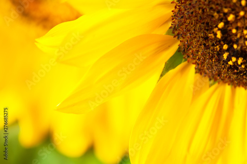 Close up of sunflower. Vibrant colors of sunflower petals.
