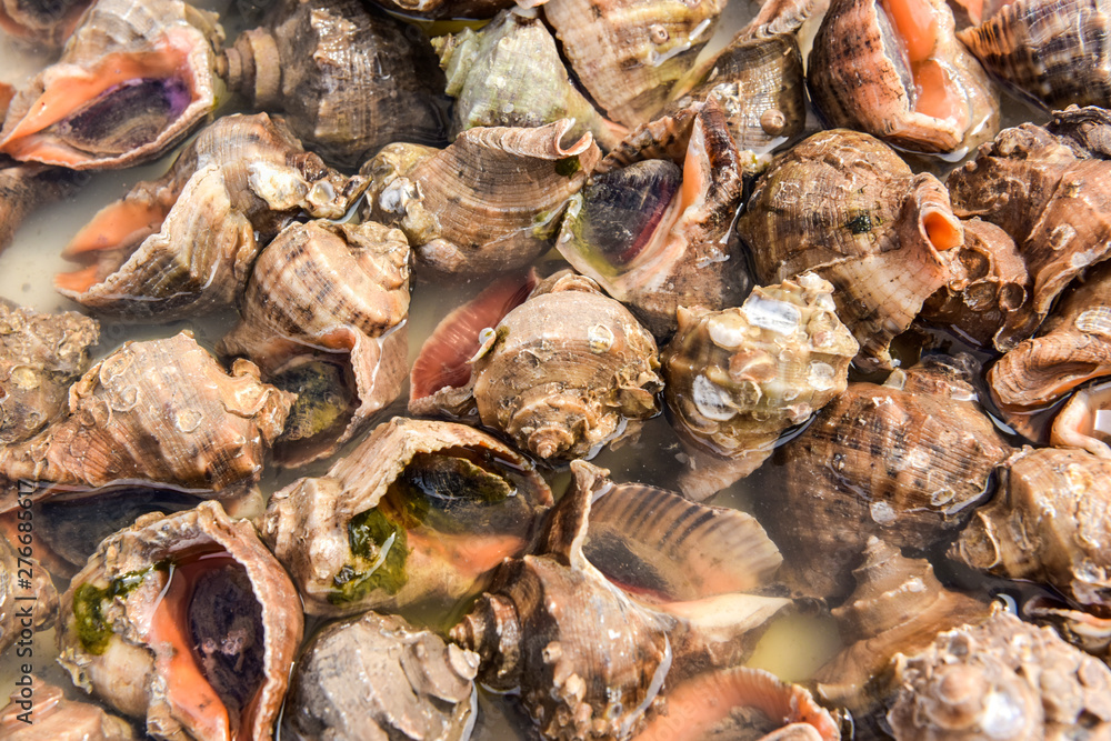 Seafood captured by the fishermen Seafood captured by the fishermen