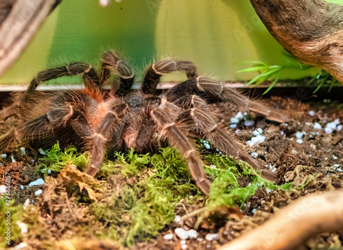 detail of Lasiodora klugi a tarantula endemic to Brazil