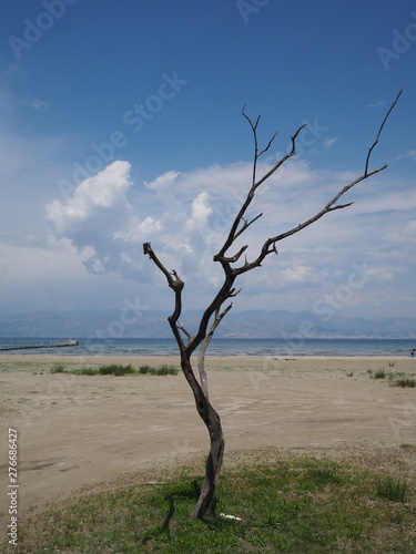 Einsamer Baum am Strand. Korfu, Griechenland
