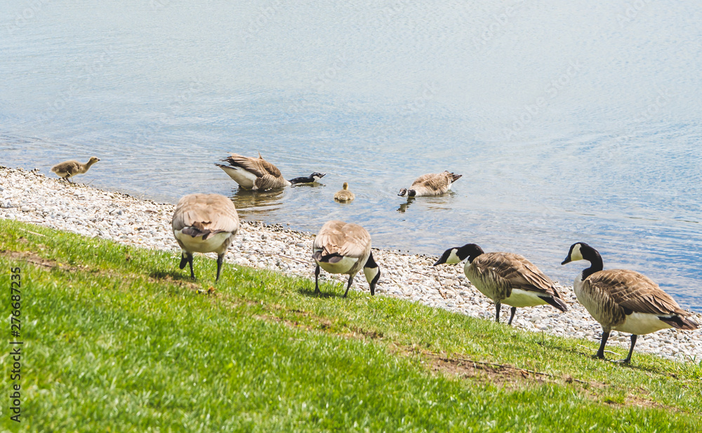 ducks by the lake pinch the grass ducks by the lake pinch the grass
