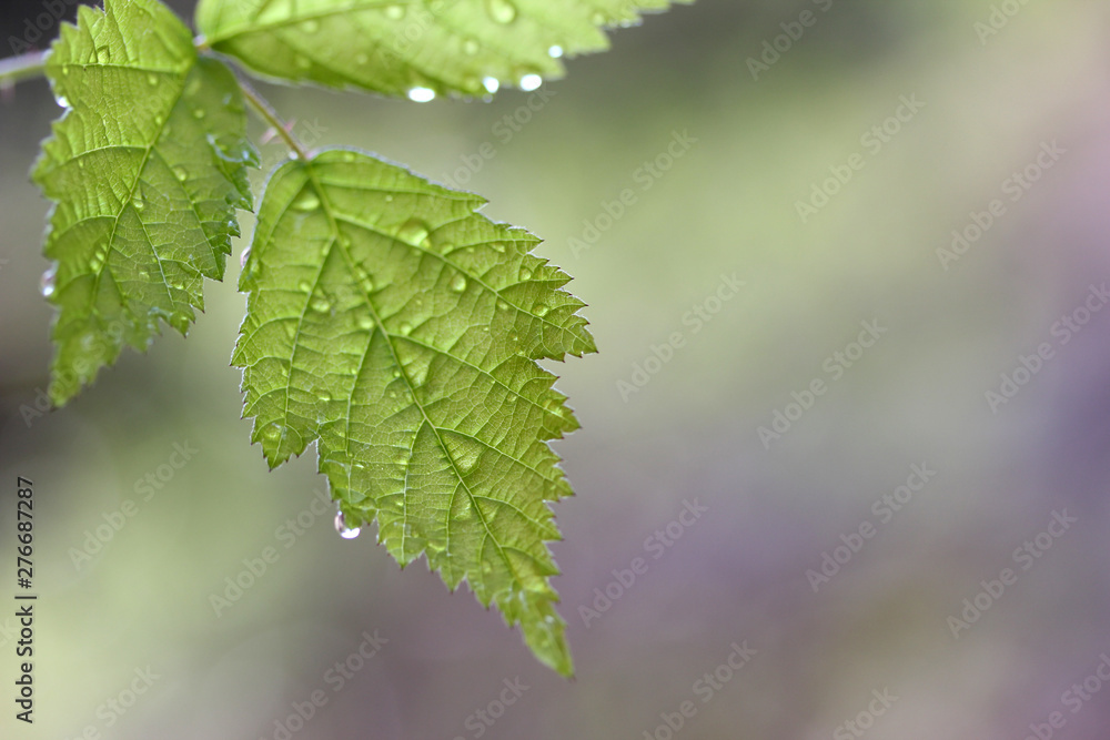 Green leaf texture, beautiful nature texture concept, copy space. Green leaf texture, beautiful nature texture concept, copy space.