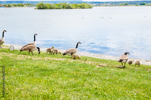 ducks by the lake pinch the grass photo