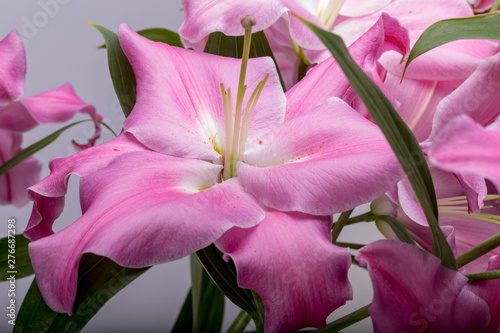 Close-up of pink liles flowers.  Common names for species in this genus include fairy lily rainflower zephyr lily magic lily Atamasco lily and rain lily. photo