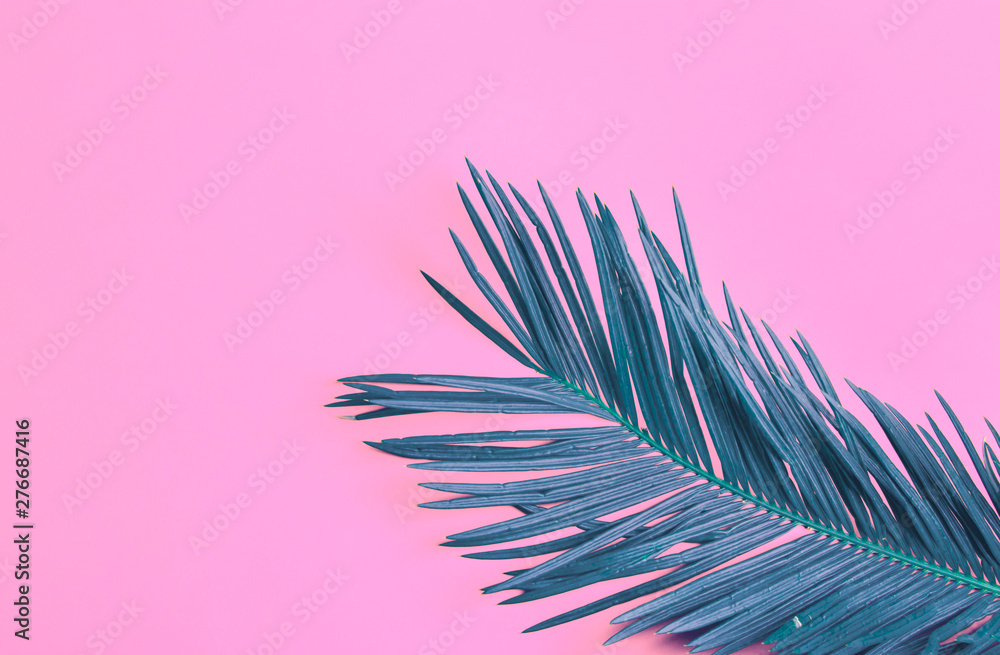 Beautiful feathery teal palm leaf on vibrant neon pink background. Summer  tropical creative concept. Urban jungle houseplants. High resolution poster  banner Stock Photo | Adobe Stock