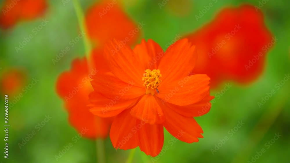 Orange-red Persian chrysanthemums swaying in the wind Orange-red Persian chrysanthemums swaying in the wind
