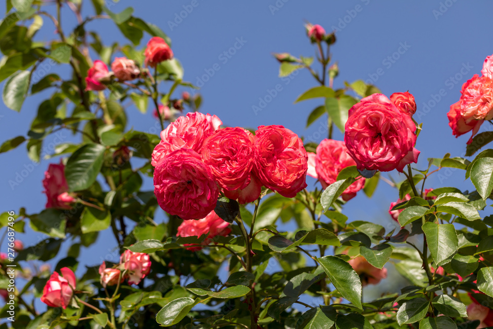 Red roses flowers on the branch in the garden Red roses flowers on the branch in the garden