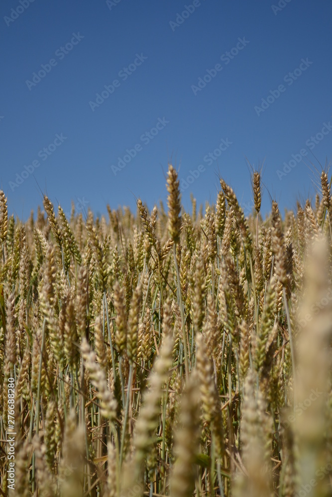 field of wheat field of wheat